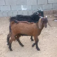 چهار کهره نر چاق چاق