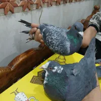 کبوتر پلاکی ذات دار|پرنده|بافق, |دیوار