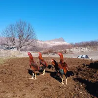 ۴ عدد خروس لاری اصل ۳ دنگ