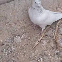 چنتا کفتر گم کردم