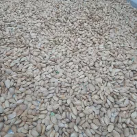 بادام سنگی|خوردنی و آشامیدنی|اصفهان, پروین|دیوار
