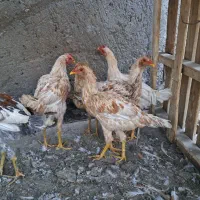 مرغ و  خروس|حیوانات مزرعه|زاهدان, |دیوار