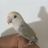 جوجه برزیلی با جوجه عروس|پرنده|پاکدشت, پاکدشت (مامازند)|دیوار