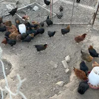 مرغ رسمی
