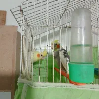 فروش عروس هلندی