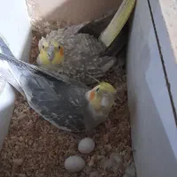 فروش چند جفت عروس مولد رو تخم|پرنده|اسکو, |دیوار