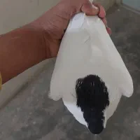 کبوتر|پرنده|قائن, |دیوار