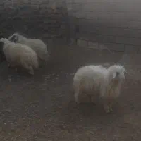 بره صادراتی