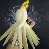 ۴عدد جوجه عروس رام دون خور
