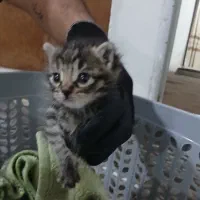 بچه گربه ناناز فوری فوری