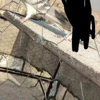 بدرنگ آبی دست اولی|پرنده|شیراز, میانرود|دیوار