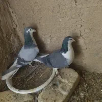 کبوتر|پرنده|حبیب آباد, |دیوار