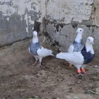 طوقی ماده|پرنده|کارون, |دیوار