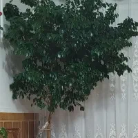 گل بزرگ بنجامین