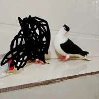شوش