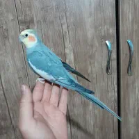 عروس هلندی نر آواز خوان