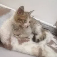 گربه واگزاری