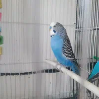 مرغ عشق انگلسی جفتی 400|پرنده|تربت جام, یحیی آباد|دیوار