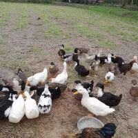 حیوانات خانگی|حیوانات مزرعه|سنگر, |دیوار