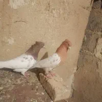 یک جفت ساری وقرمز باش