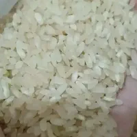 برنج کامفیروزی درجه ۱