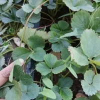 نهال توت فرنگی|گل و گیاه طبیعی|جیرفت, |دیوار