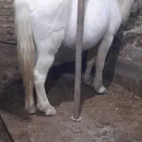 اسب بسیار آرام بچه سوارش بشه|اسب و تجهیزات اسب‌سواری|سراب, |دیوار