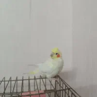 عروس هلندی ـ پرنده زینتی