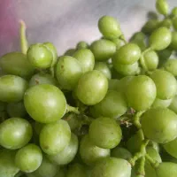 غوره درشت آبدار