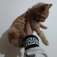 واگذاری بچه گربه دوماهه|گربه|تبریز, |دیوار