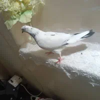 کفترماده تیرماهی