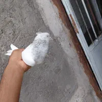 کله الماسی ماده کلایی عطیغه