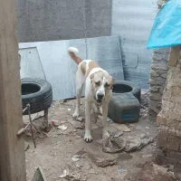 سگ نگهبان|سگ|مشهد, گرجی علیا|دیوار