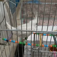 عروس هلندی|پرنده|شهرکرد, |دیوار