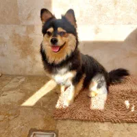 سگ شیتزو پامر