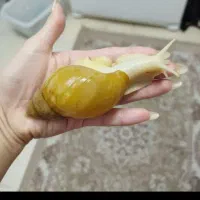 حلزون بزرگ وکوچیک|خزنده|کرمانشاه, |دیوار