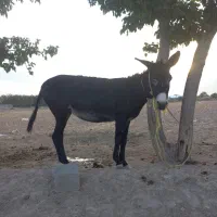 الاغ ماده