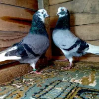 کفتر ابلغ سبز پرشی