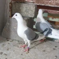 کفتر پشت گراف