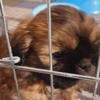 توله شیتزو با همه وسایل|سگ|مشهد, زمرد|دیوار