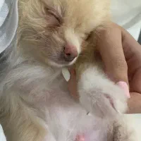 پامر خرسی نر چهارماهه ریز