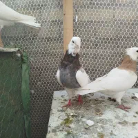 کبوتر سرونج|پرنده|نیشابور, ریوند|دیوار