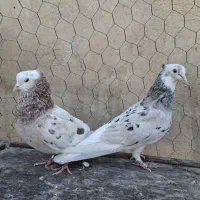 کبوتر هما پرشی|پرنده|تهران, انبار نفت|دیوار