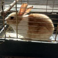 خرگوش|موش و خرگوش|دزفول, |دیوار