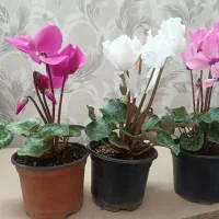 گل یا گیاه سیگلامن شاداب و پر گل در رنگ های متنوع