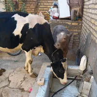 گاو‌با‌گوساله‌شاه‌روله