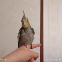 2 تا جوجه عروس هلندی
