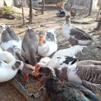 غاز و خروس|حیوانات مزرعه|سنگر, |دیوار