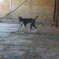 توله سگ افغان