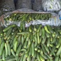 خیار محلی ۲۸ت، ۲۰ت و ۱۵ت|حراج|جهرم, |دیوار